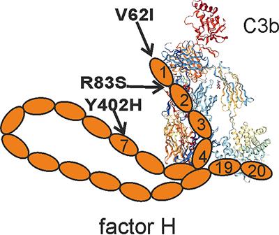 Function and Dysfunction of Complement Factor H During Formation of Lipid-Rich Deposits